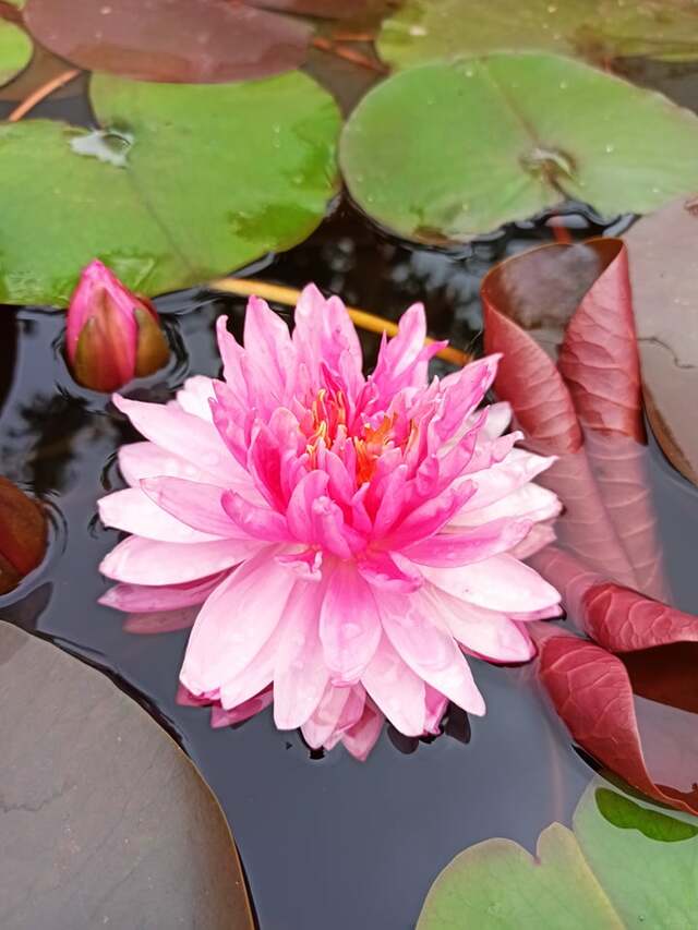 rozkwitnięty kwiat wodnej lili fusi pompom